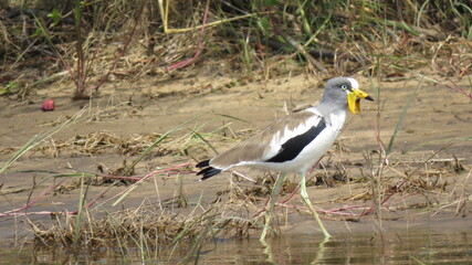 White-crowned Lapwing