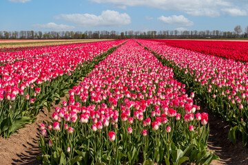 Tulip field in spring, known worldwide for the beautiful colors on the land, province of Flevoland, the Netherlands