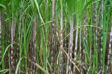 Sugarcane, which is used as raw material for making sugar, thrives in the tropics.