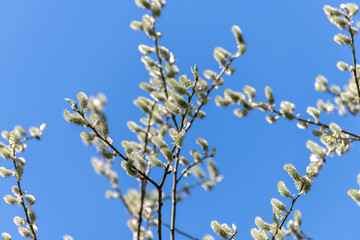 twigs of blossoming pussy willow on a background of blue sky