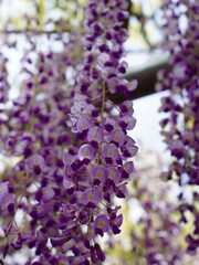 close up of wisteria flowers