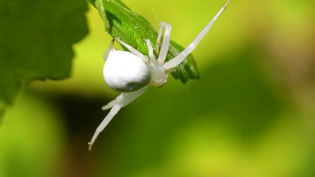 Flower Crab Spider, Misumena vatia on a flower