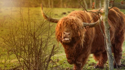 Papier Peint photo Highlander écossais scottish highland cow tongue out at sunset 