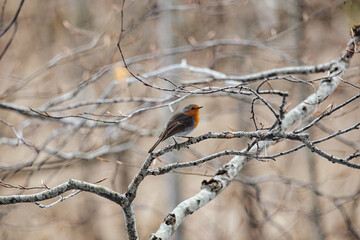 bird robin on a branch