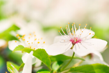 White flowers on a blossom cherry tree with soft background of green spring leaves. Macro shot