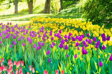 Tulips flower garden in green park, tulip flowers in green forest