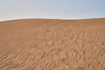 green shrubs grow in the Abu Dhabi desert