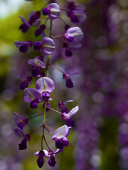 Fototapeta na wymiar close up of wisteria flowers