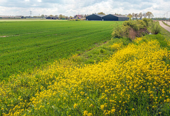 Yellow flowering rape seed on the edge of a recently sown field in the Netherlands, It is a cloudy day in the beginning of the spring season.