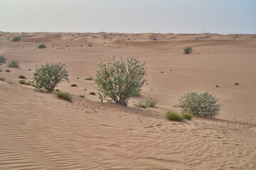 Fototapeta na wymiar green shrubs grow in the Abu Dhabi desert