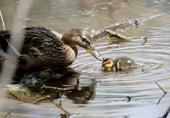 Mother kiss baby mallard duck in nature, ducklings. Mother's love