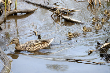 Mother and Mallard Ducklings in nature, baby ducks