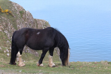 A photograph of a lone wild horse grazing precariously on a cliff above an ocean backdrop at...