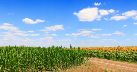Green field with young corn and sunflowers