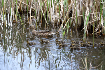 Mother and Mallard Ducklings in nature, baby ducks