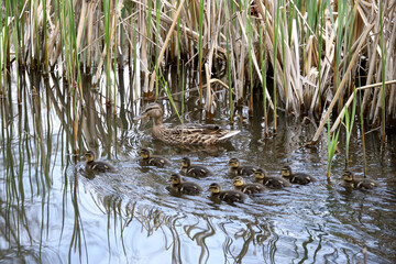 Mother and Mallard Ducklings in nature, baby ducks