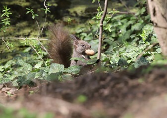 Portrait of fluffy squirrel with a walnut