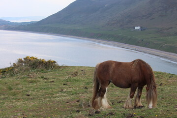 A photograph of wild horses at Rhossili Bay, on the Gower peninsula, Wales, UK