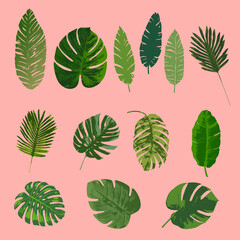 Fototapeta na wymiar Tropical leaves