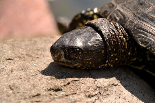 close up portrait shot of the curious turtle