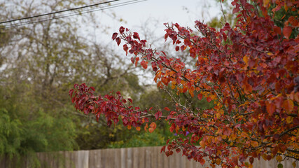 red and green leaves