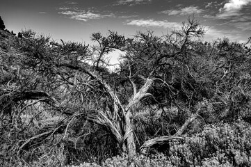 the broom that becomes the tree of death