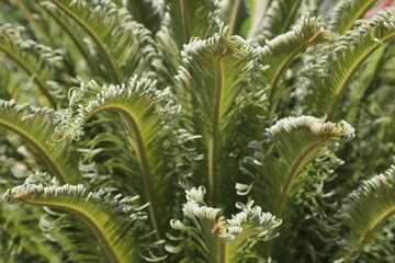 rosette of young sago palm leaves close-up,High quality