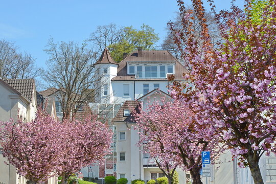 Kirschblüte in Menden