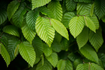 Fototapeta na wymiar closeup of hornbeam leaves in hedge at spring