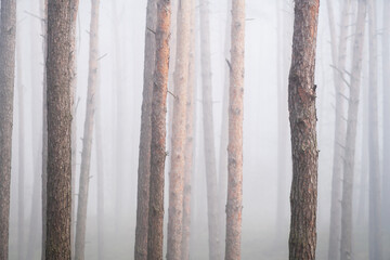 sosnowy las we mgle - obrazy, fototapety, plakaty
