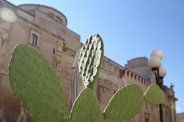 cactus near the ancient cathedral in Siracusa, Italy
