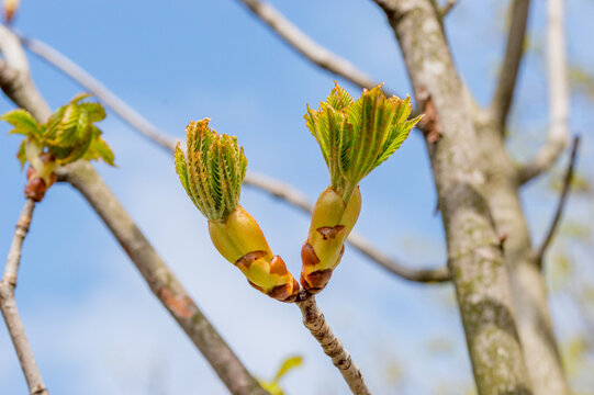Macrop ohoto of open horse chestnut (Aesculus) bud in springtime.