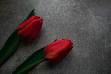 tulipan