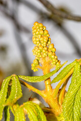 Green and yellow flower spike (Aesculus) bud in springtime.