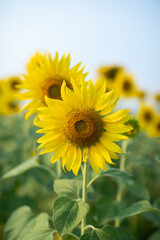 Fototapeta premium Outdoor sunflower field