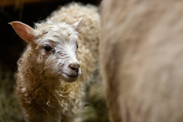 Sheep breeding in Iceland