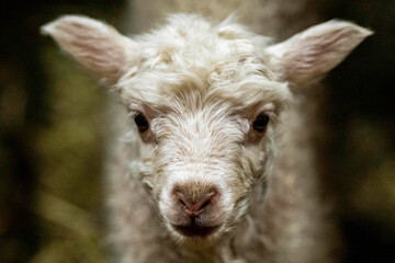 Sheep breeding in Iceland