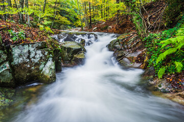 Obraz premium Waterfall in the forest