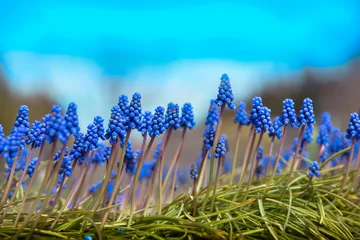Photo sur Plexiglas Turquoise saphirs, fleur, printemps, fleurs à bulbe
