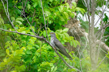 The common cuckoo (Cuculus canorus) perching on a tree