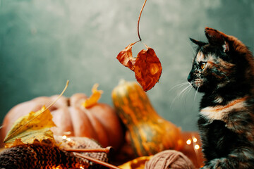 Cat looks with interest at an autumn leaf on a twig. A cat and two large ripe pumpkins of different shapes and colors on a green background.