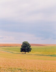 Fototapeta premium einsamer Baum in Landschaft