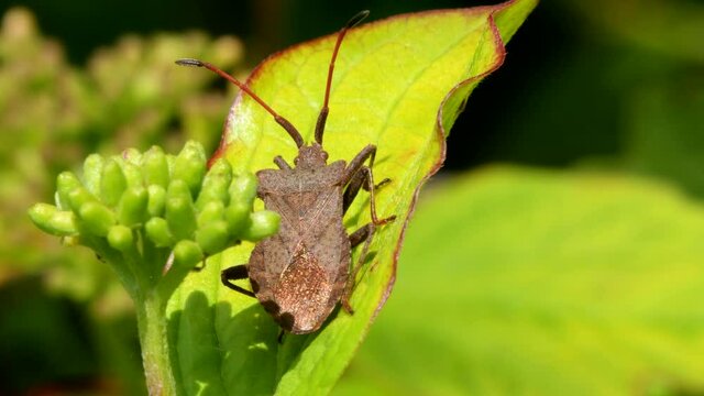 Dock Bug or Dock Leaf Bug, Coreus marginatus