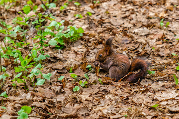 a squirrel in the woods