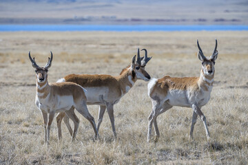Wild Pronghorn in the Colorado Grasslands