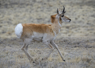 Wild Pronghorn in the Colorado Grasslands