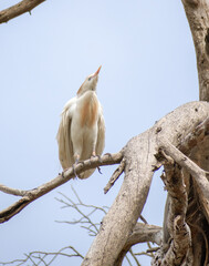 Cattle Egret (Bubulcus ibis
) perching on pine tree