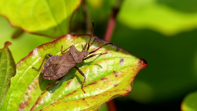 Dock Bug or Dock Leaf Bug, Coreus marginatus