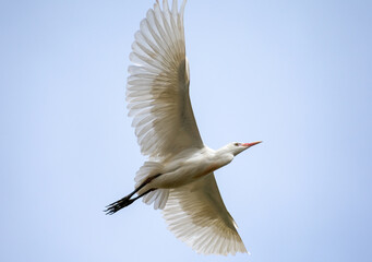 Cattle Egret (Bubulcus ibis
) perching on pine tree