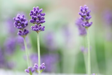 Obraz premium ラベンダーの花
